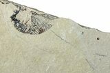 Long, Partially Exposed Fossil Fish (Diplomystus) - Wyoming #292131-1